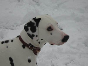 En la nieve en el 2010